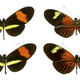 Illustration for article titled Müllerian mimicry helps prey train their predators